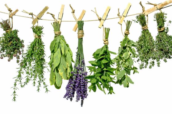 An Introduction to Herbs 1